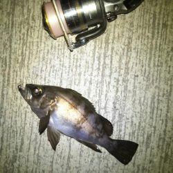 メバリングでクロソイ