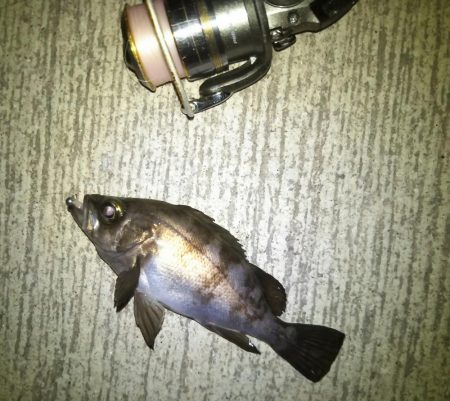 メバリングでクロソイ