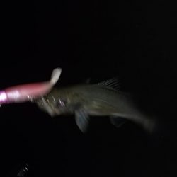 シーバスランガン