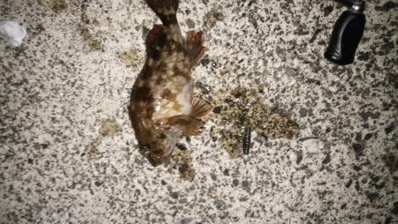 マゴチ開幕続報