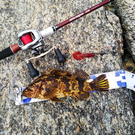 ロックフィッシュデイゲーム