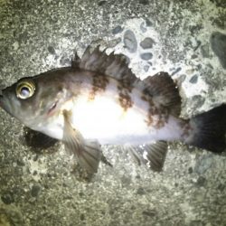 メバリングでシーバス