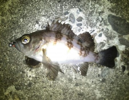 メバリングでシーバス