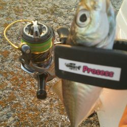 満員御礼の福良アジング