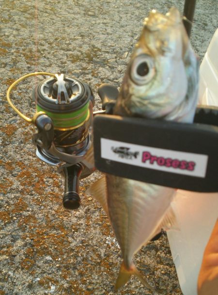 満員御礼の福良アジング