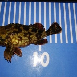 穴釣りとメバリング