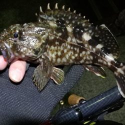 カモメ大橋からフェリーターミナル（4月後半ヘチ釣り歩き）