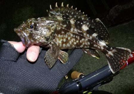 カモメ大橋からフェリーターミナル（4月後半ヘチ釣り歩き）