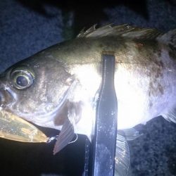 友達と短時間メバリング