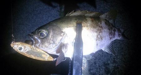 友達と短時間メバリング