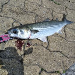 がんばりましたが・・・、