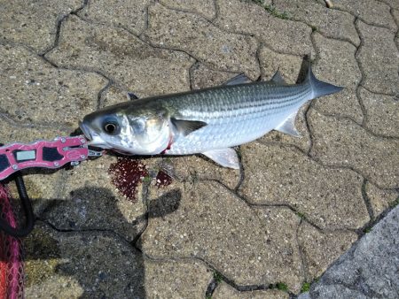 がんばりましたが・・・、