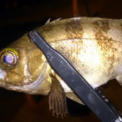 メバルプラッキング