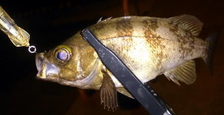 メバルプラッキング