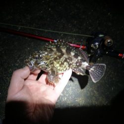 カモメ大橋(ヘチ釣りでついに今年初のキビレチヌ釣果)