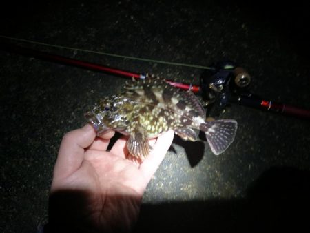 カモメ大橋(ヘチ釣りでついに今年初のキビレチヌ釣果)