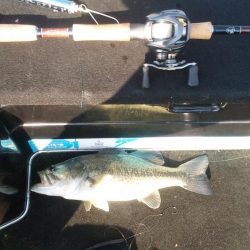 ＧＷ初日シヤーロー好調