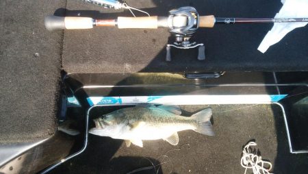 ＧＷ初日シヤーロー好調