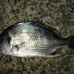 フェリーターミナル(ヘチ釣りで初の好釣果!小キビレ5匹他)