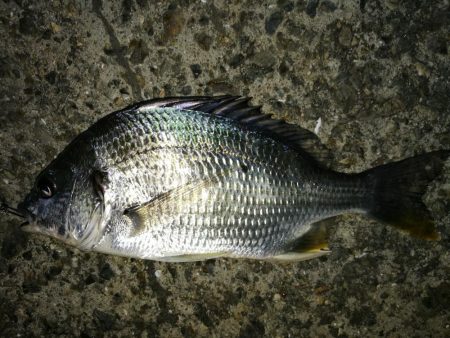 フェリーターミナル(ヘチ釣りで初の好釣果!小キビレ5匹他)