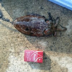 釣れなイカ⁉