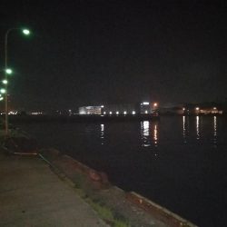 フェリーターミナルでヘチ釣り（昨日に続き、またもやキビレチヌ！）