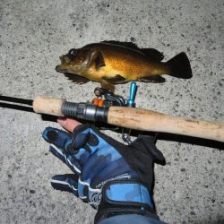 この時期のメバルはグッドサイズ！