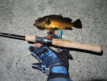 この時期のメバルはグッドサイズ！