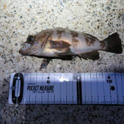 トラウトロッドでシーバスゲット！