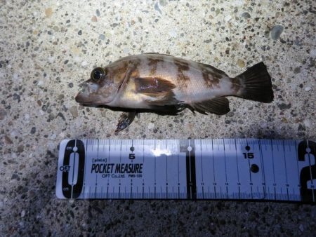 トラウトロッドでシーバスゲット！