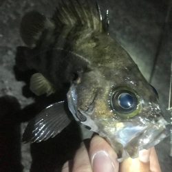 大潮爆風の淡路島でメバリング