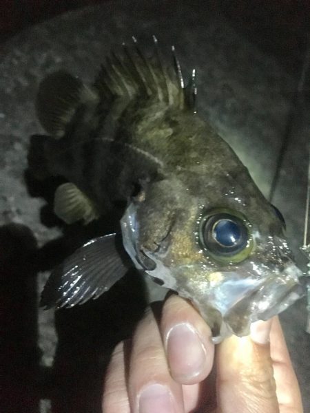 大潮爆風の淡路島でメバリング