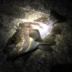 ２週間ぶりのメバリング