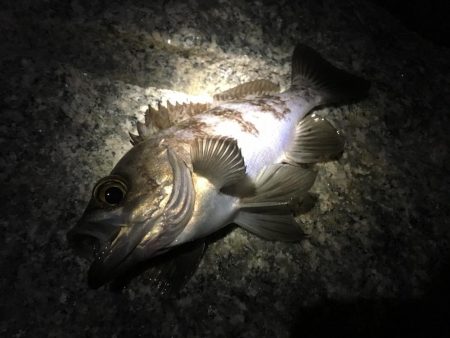 ２週間ぶりのメバリング