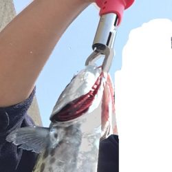 初サゴシ！！！