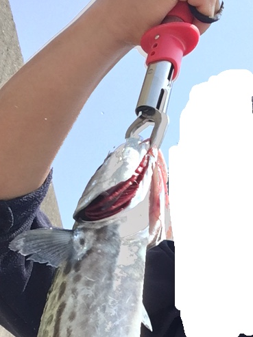 初サゴシ！！！