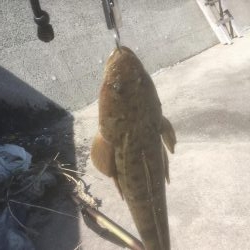 初マゴチやんけ！