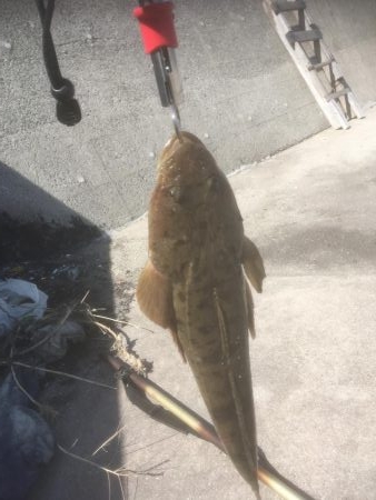 初マゴチやんけ！