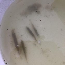 等々力緑地の管理釣り場へ行って来ました。