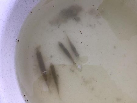 等々力緑地の管理釣り場へ行って来ました。