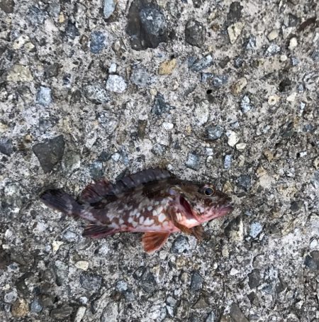 メバル・ガシラ