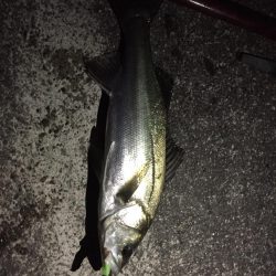 小松島港周辺 シーバス爆釣