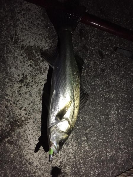 小松島港周辺 シーバス爆釣