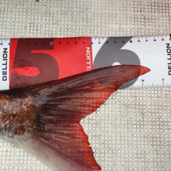 水温も上がってきて活性高まる。