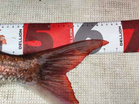 水温も上がってきて活性高まる。