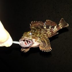 GWのメバリング