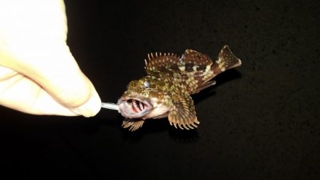 GWのメバリング