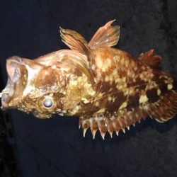 今日はガシラの日