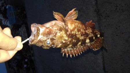 今日はガシラの日