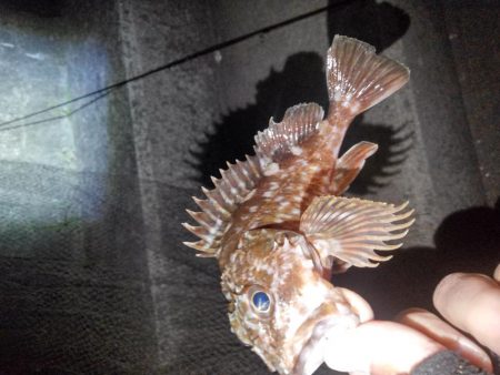 ロックフィッシュ